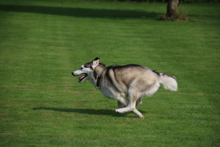 Hundewiese Eickhorst